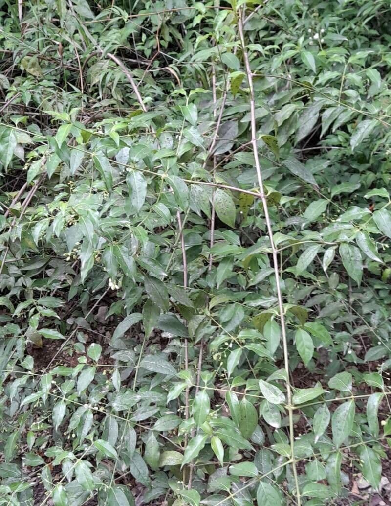 Chiococca alba 14