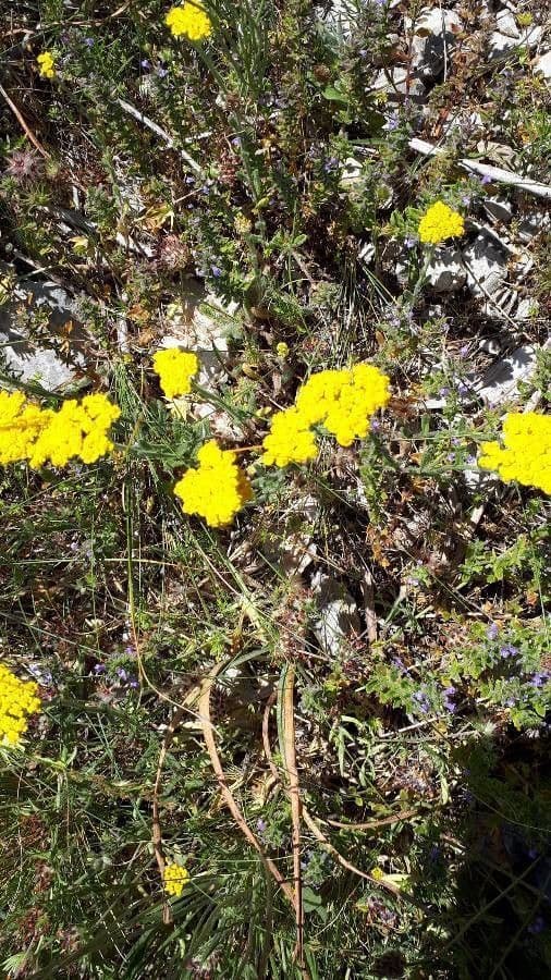 Achillea tomentosa 4