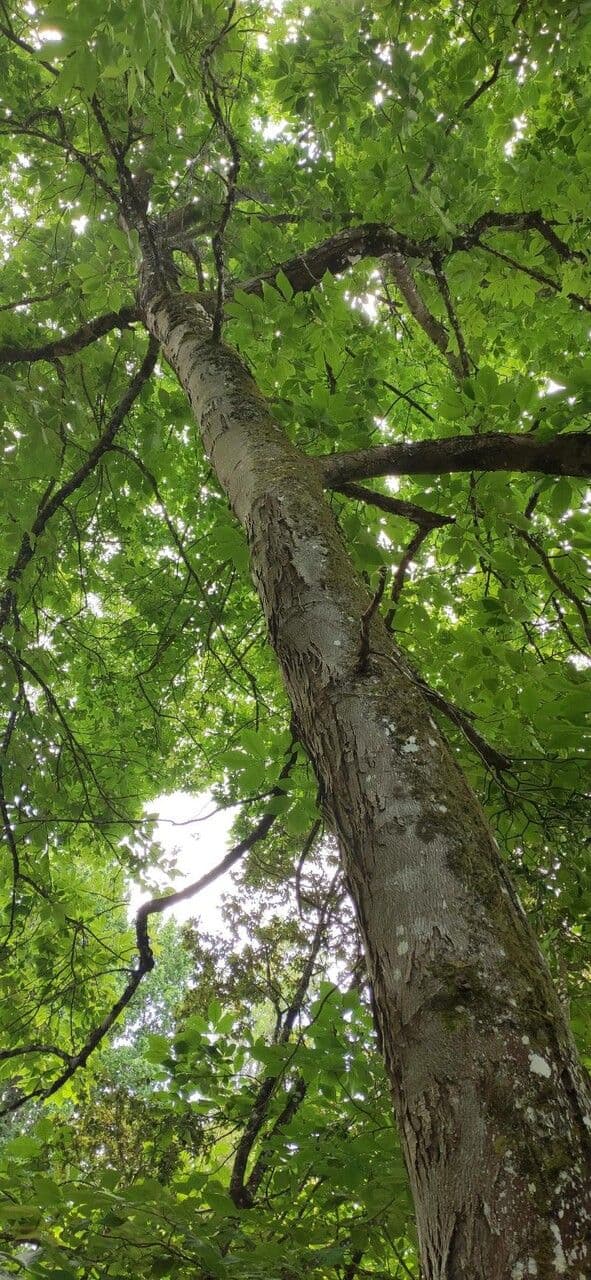 Carya ovata 11