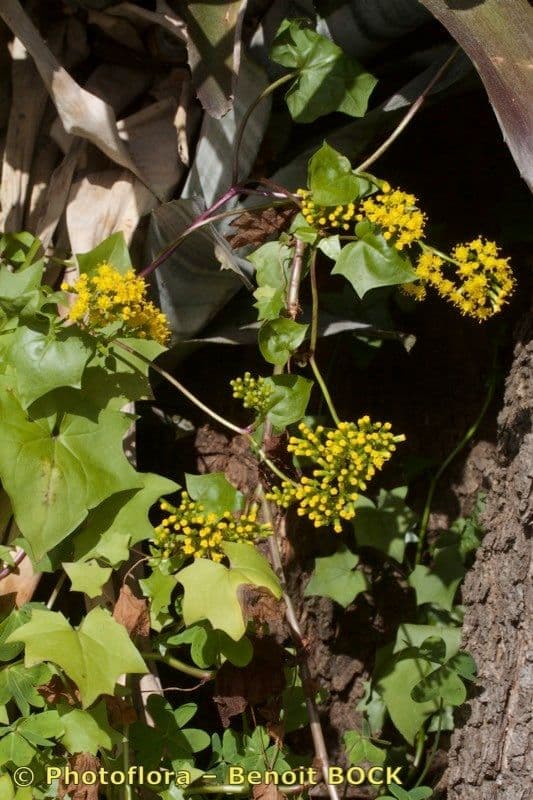 Delairea odorata 24