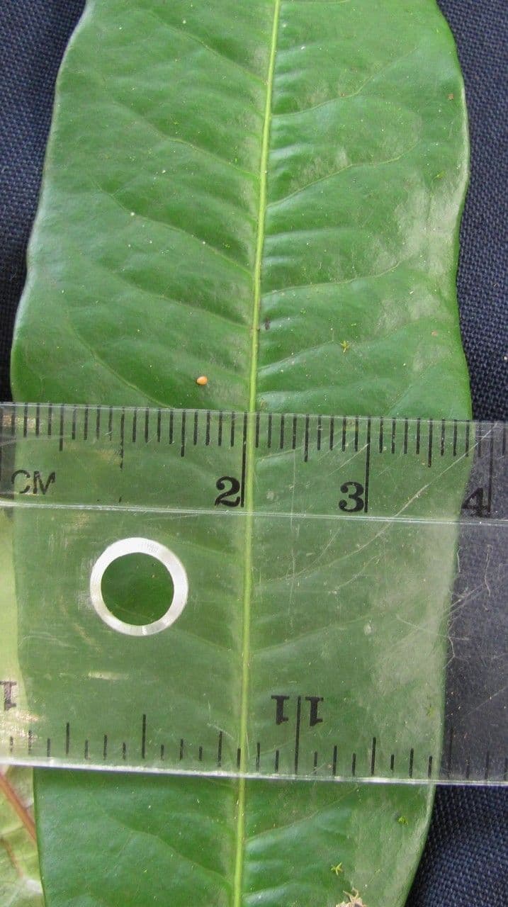 Erythroxylum 24