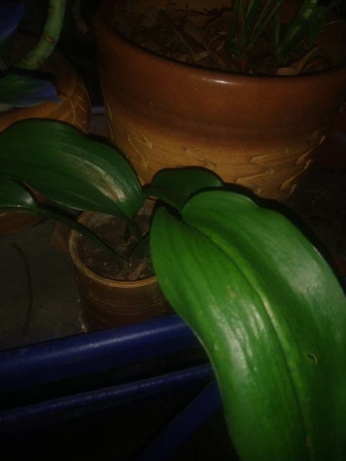 Schusterpalme 2