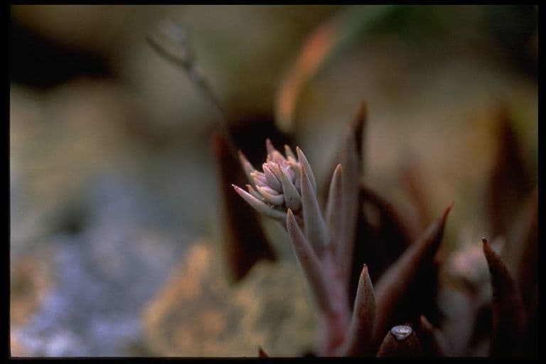 Dudleya