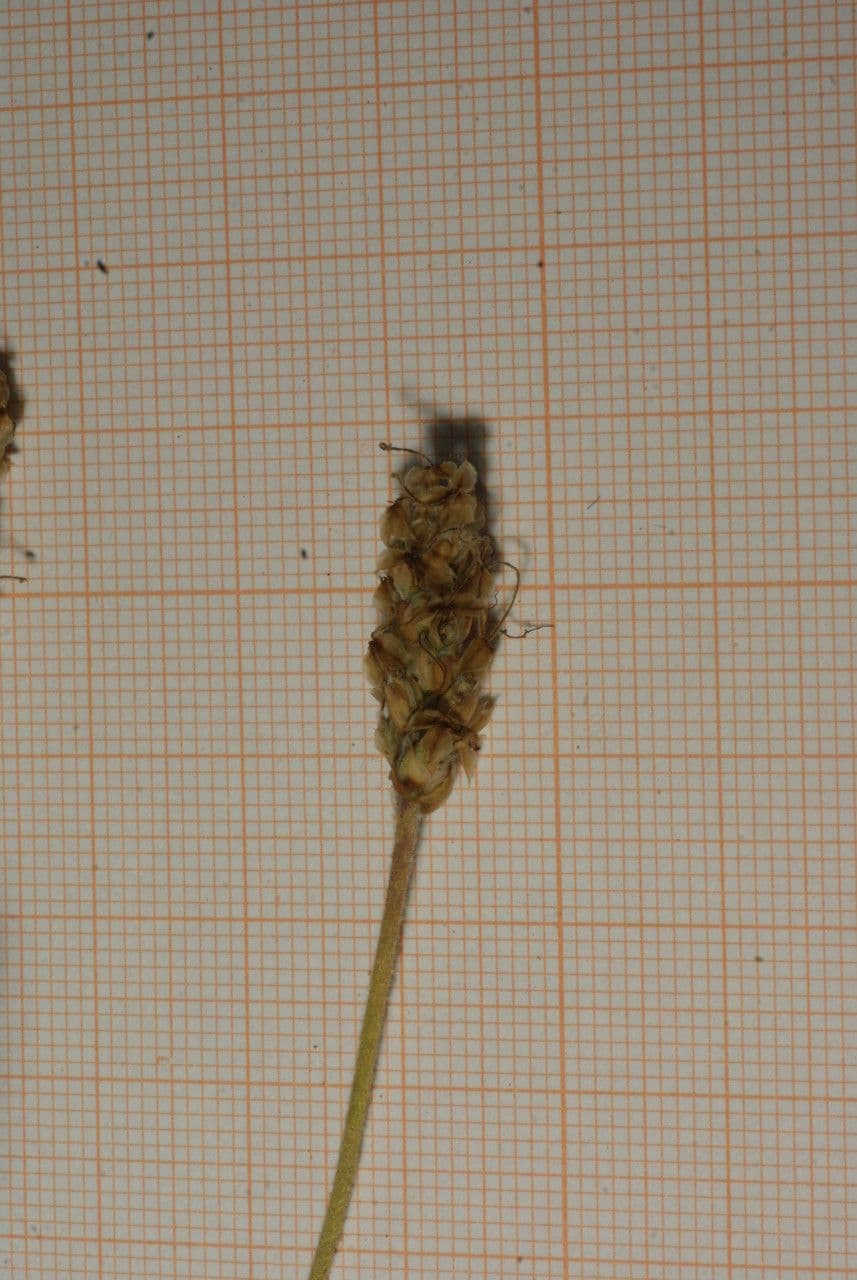 Piantaggine bianca 5