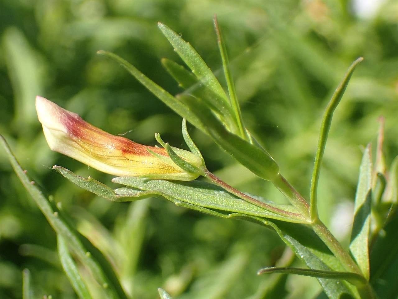 Graciola lekárska 7