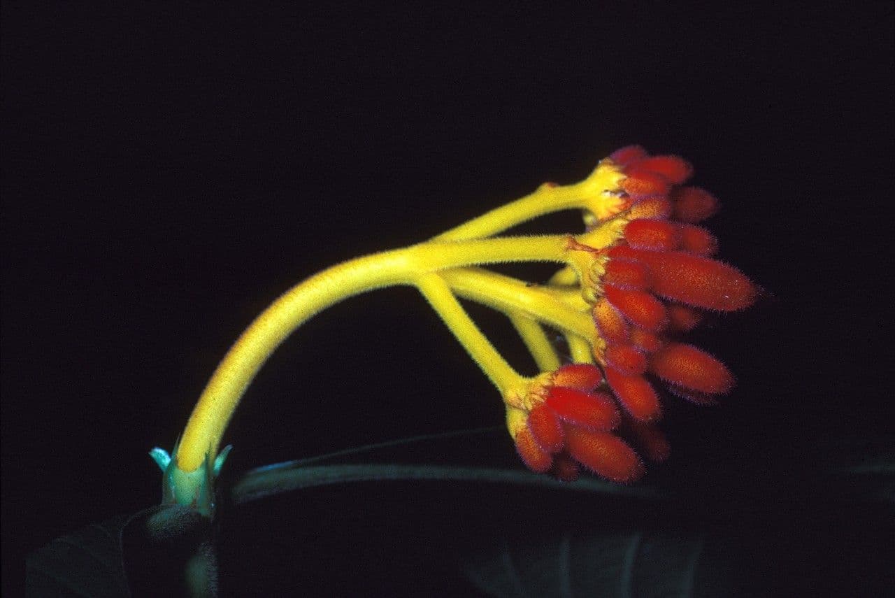 Palicourea