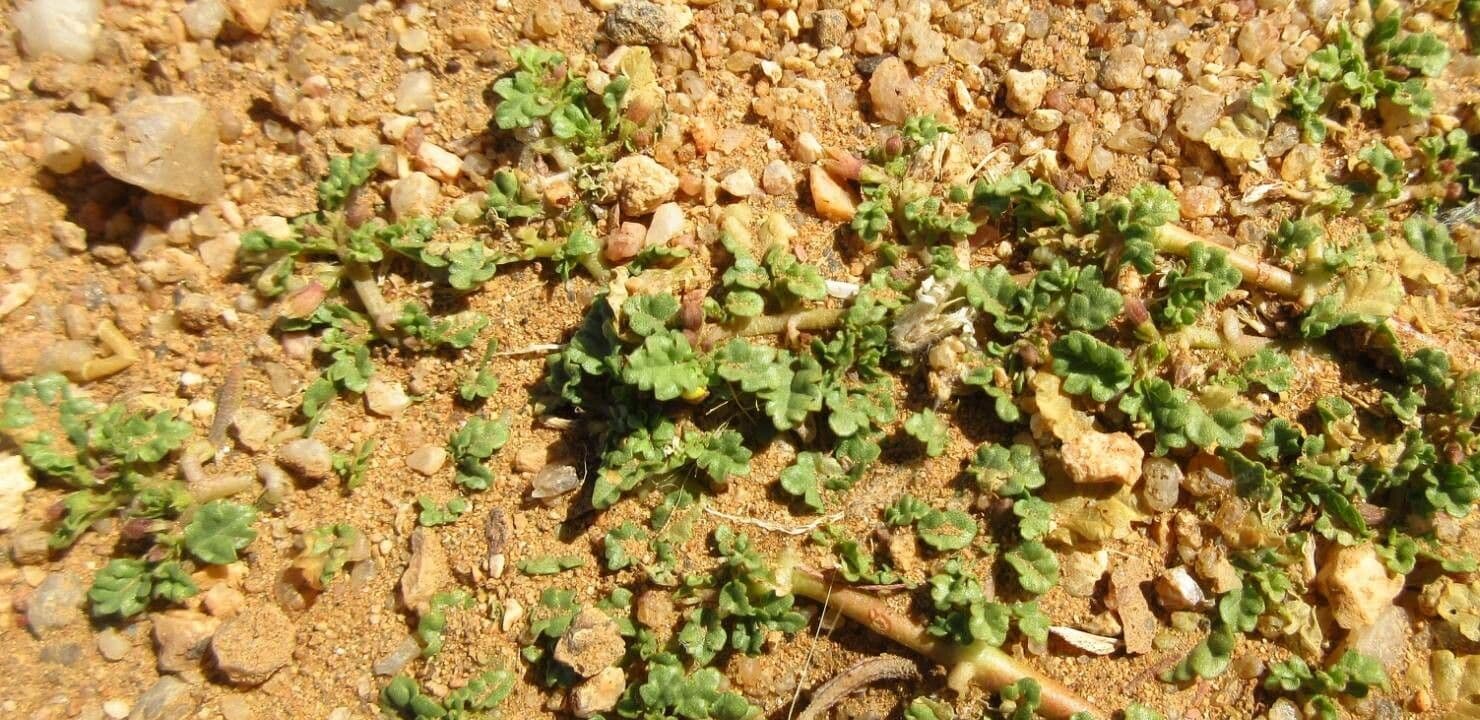 Corchorus 15