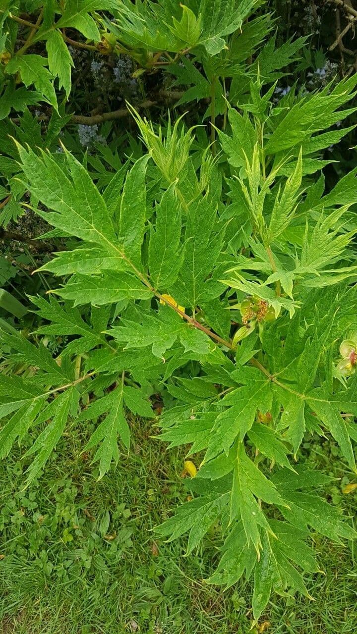Peonia 16