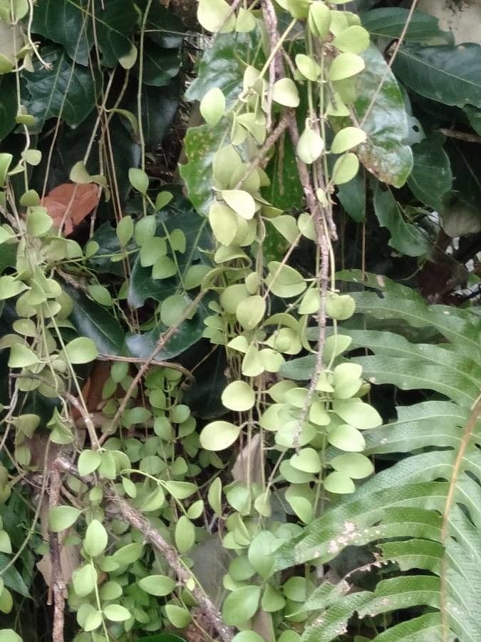Dischidia
