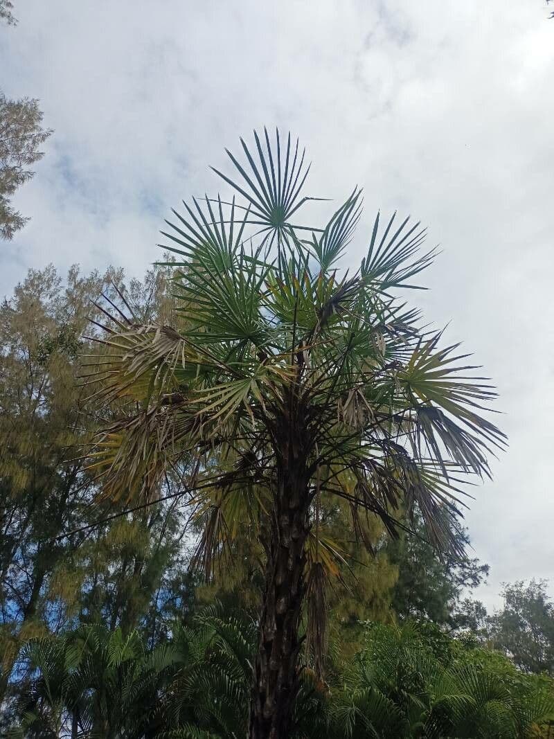 Copernicia 5