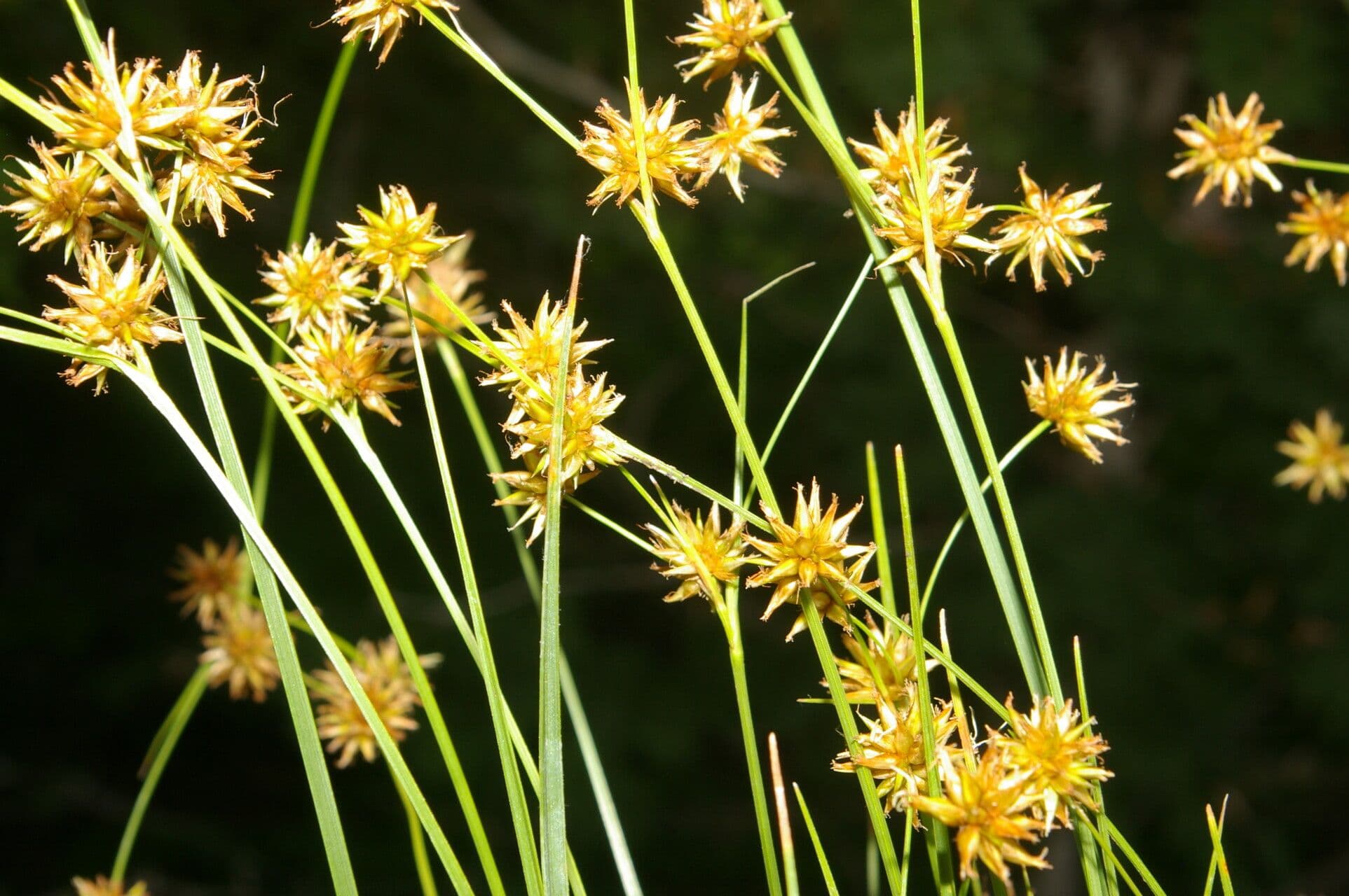 Rhynchospora 2