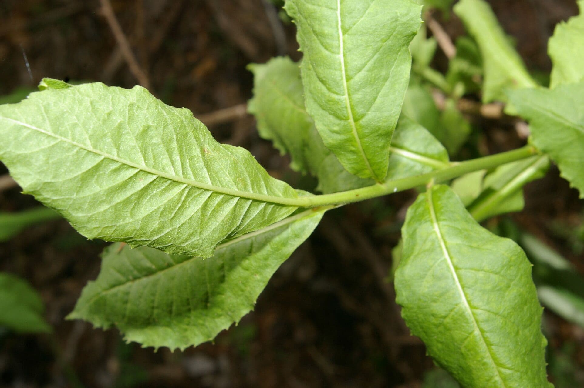 Trixis inula 11
