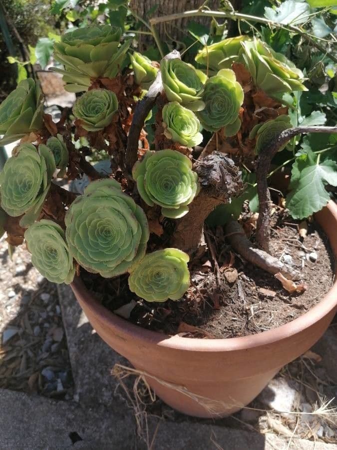 Aeonium aureum 4