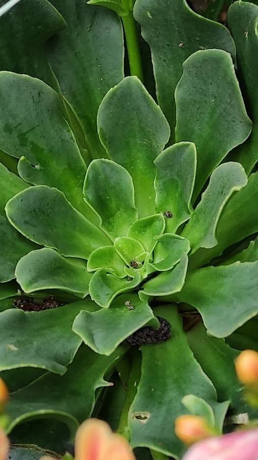 Lewisia cotyledon 15