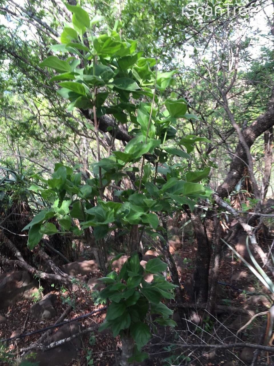 Afrocanthium 7