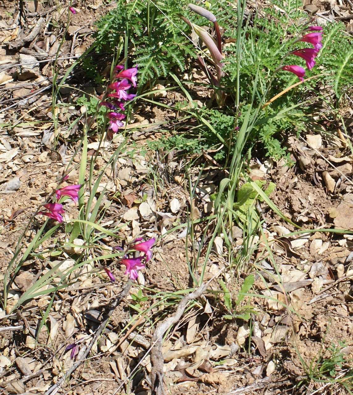 Illyrische Gladiole 11