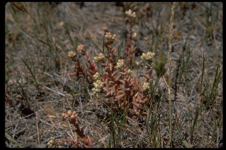 Dudleya 9