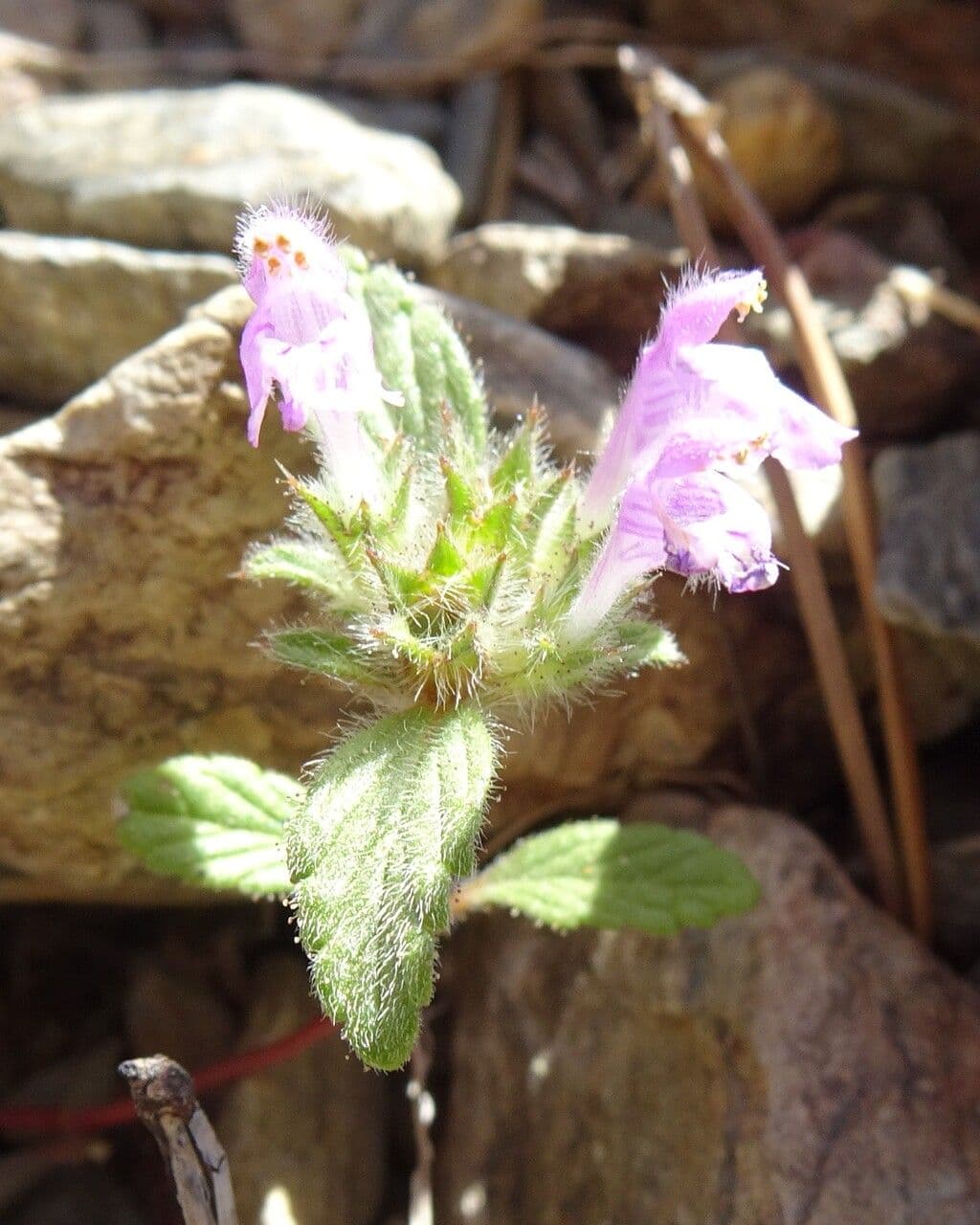 Canapetta pirenaica 19