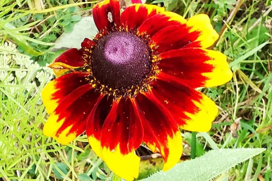 Gaillardia aristata 10