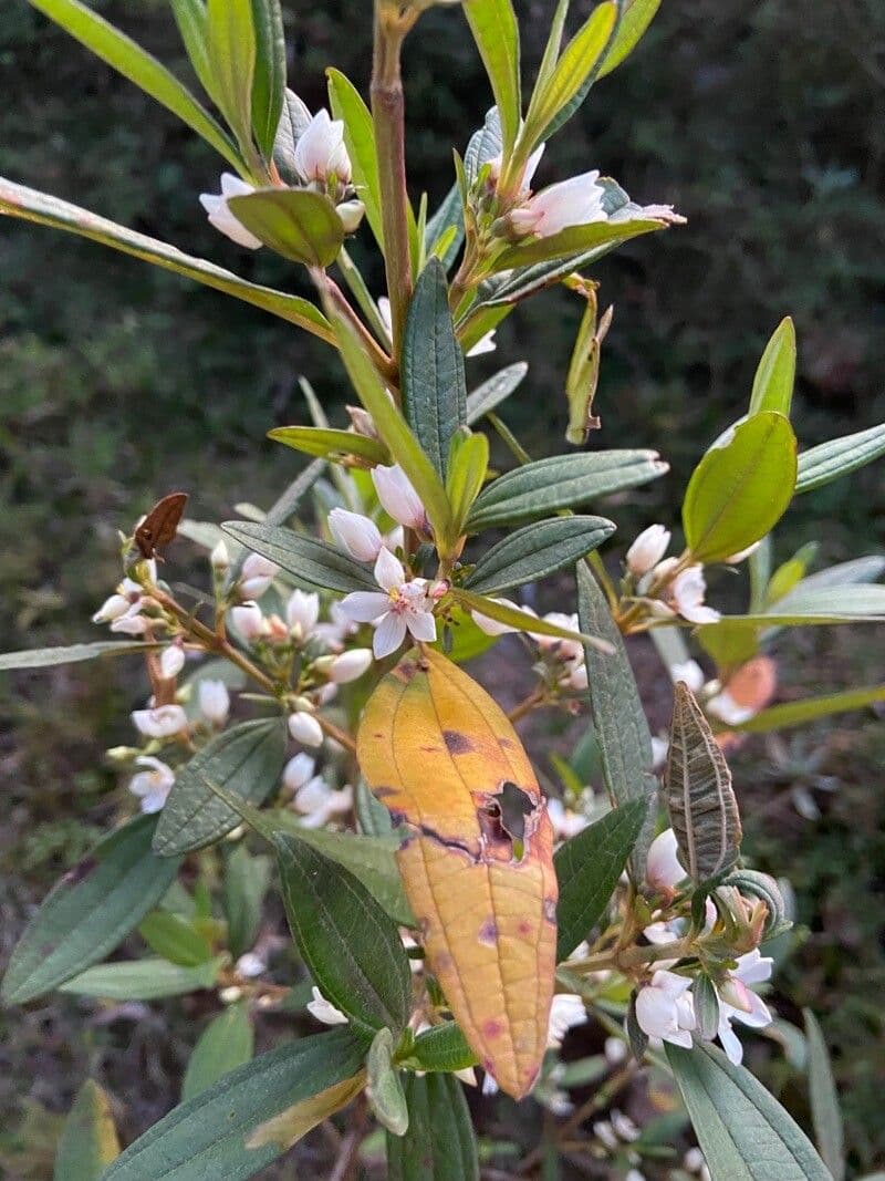 Microlicia parviflora