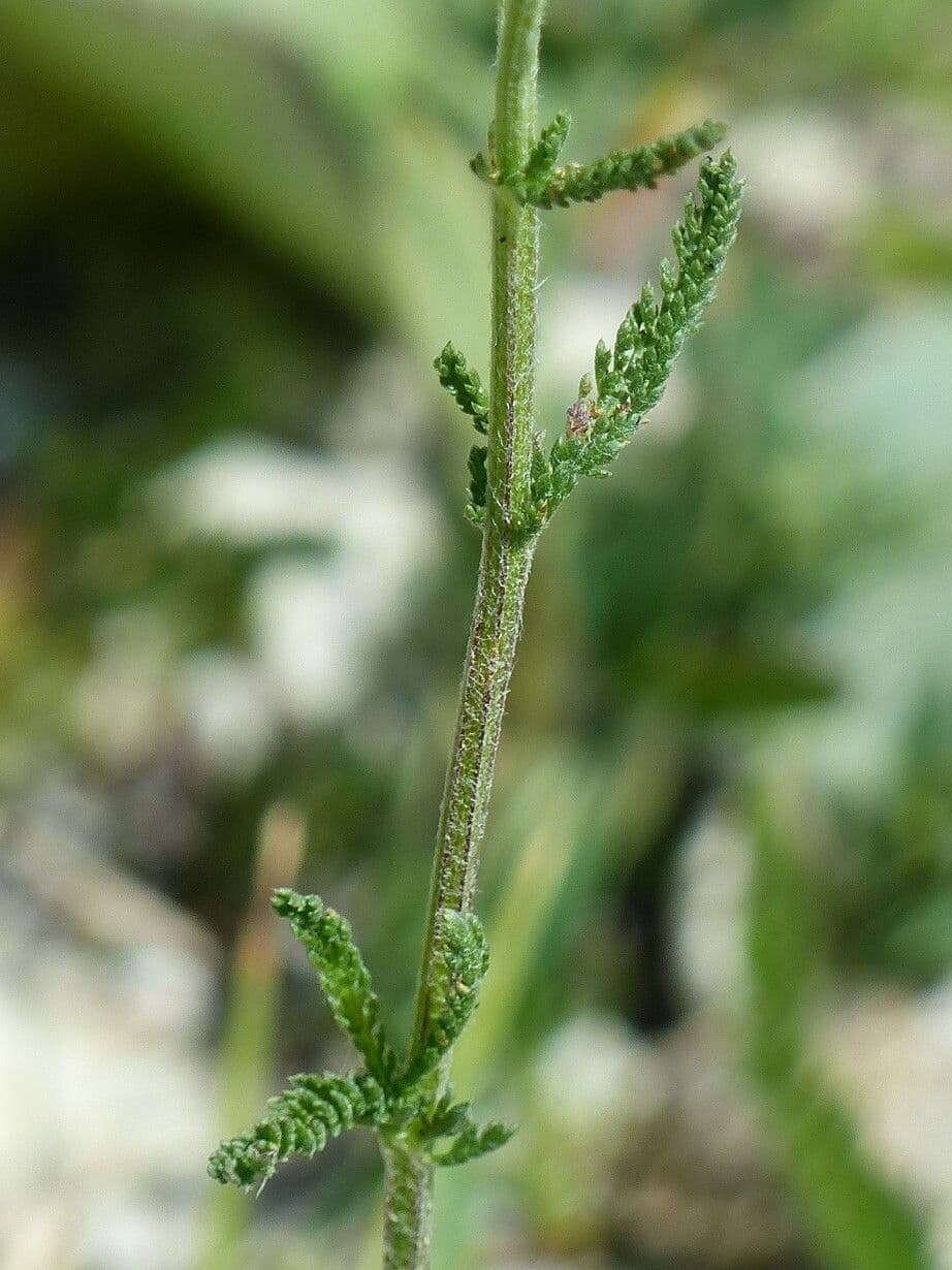 Achillea roseo-alba 17