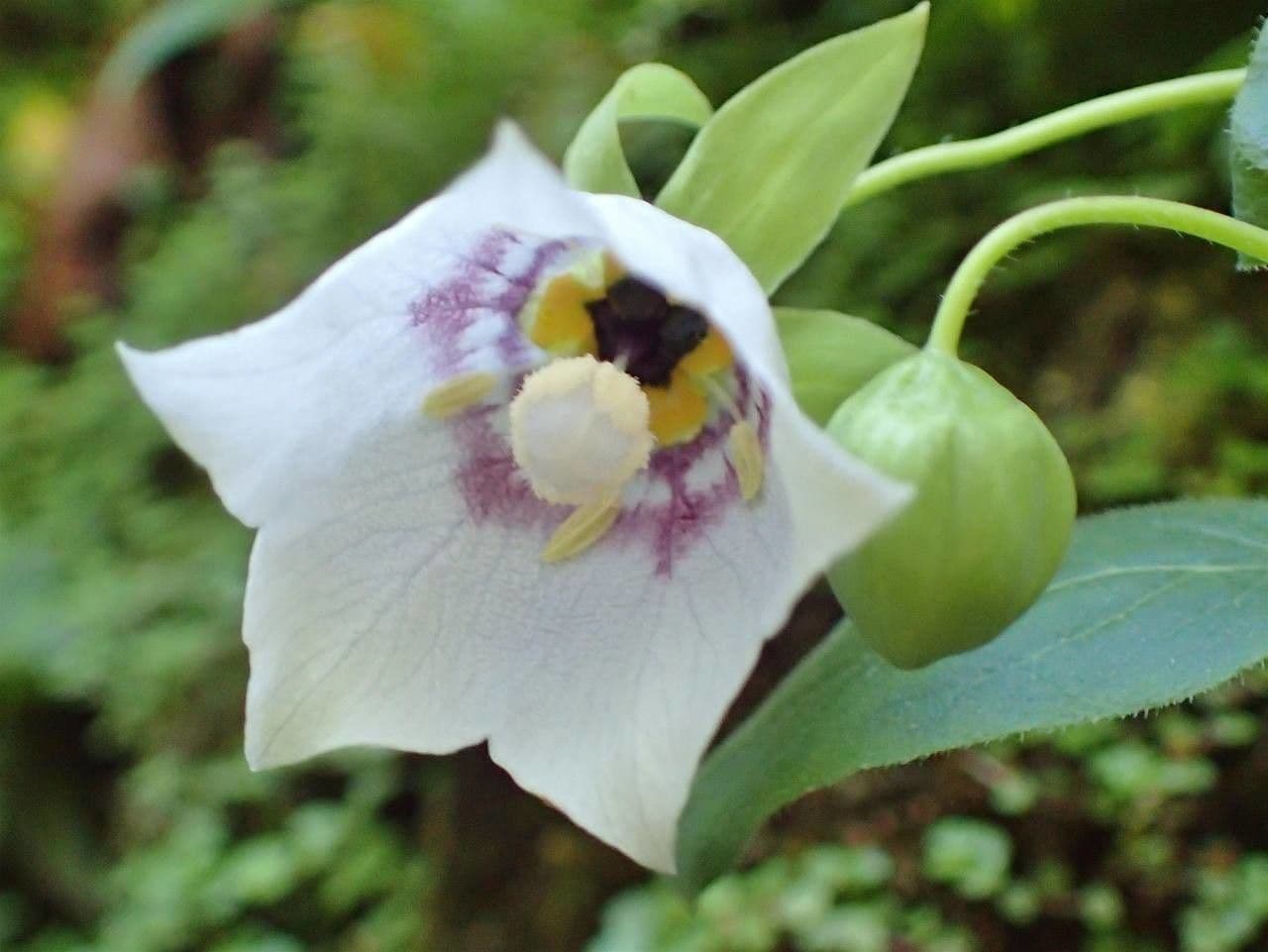Codonopsis 2
