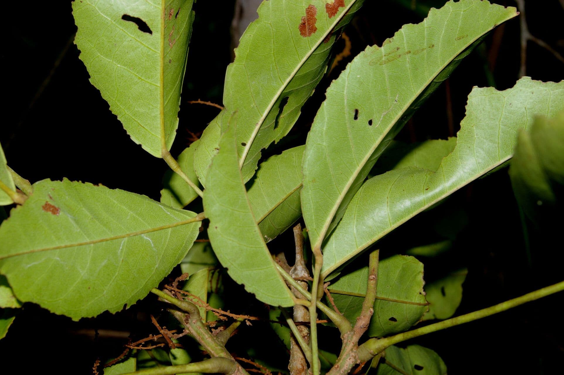 Connarus 2