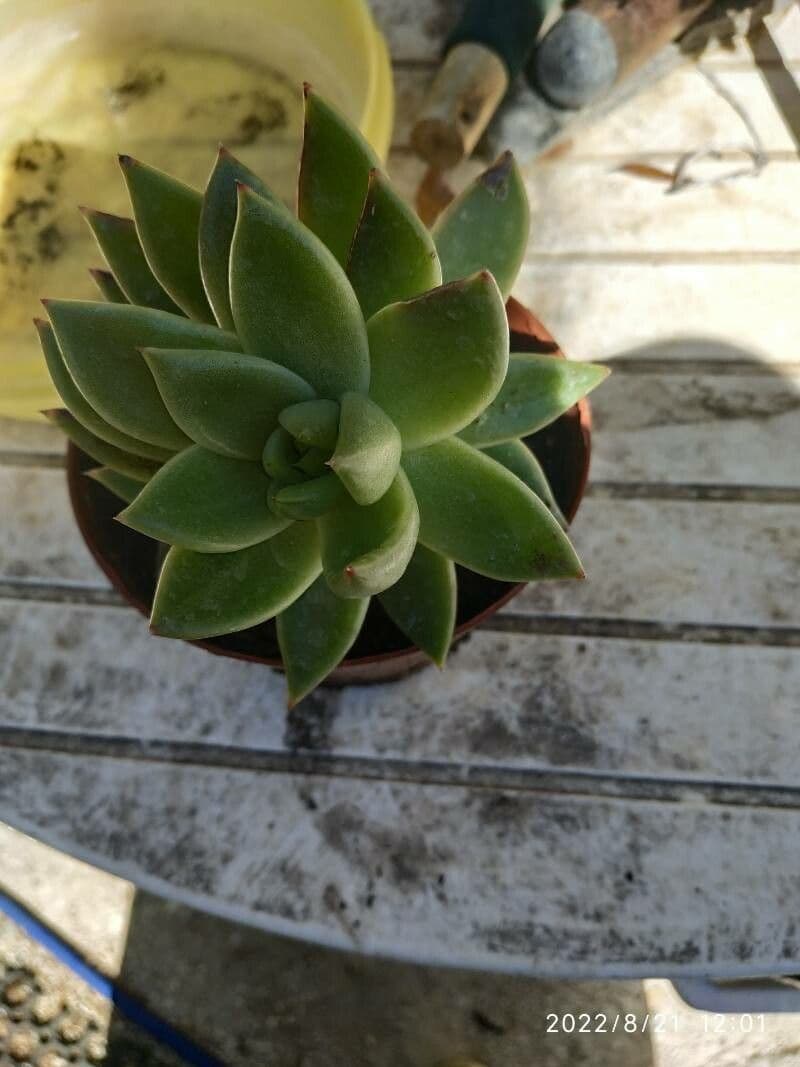 Echeveria