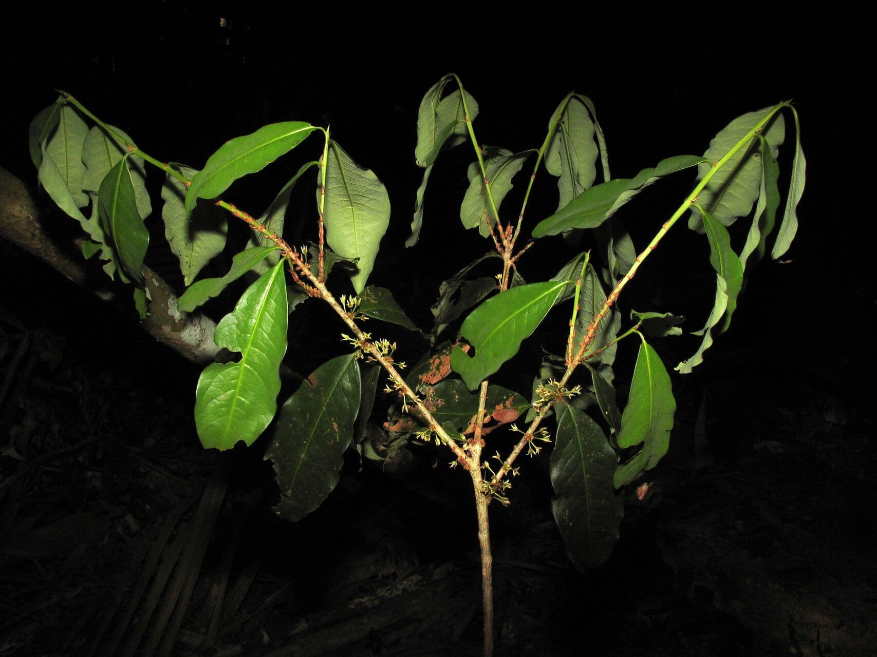 Erythroxylum 9