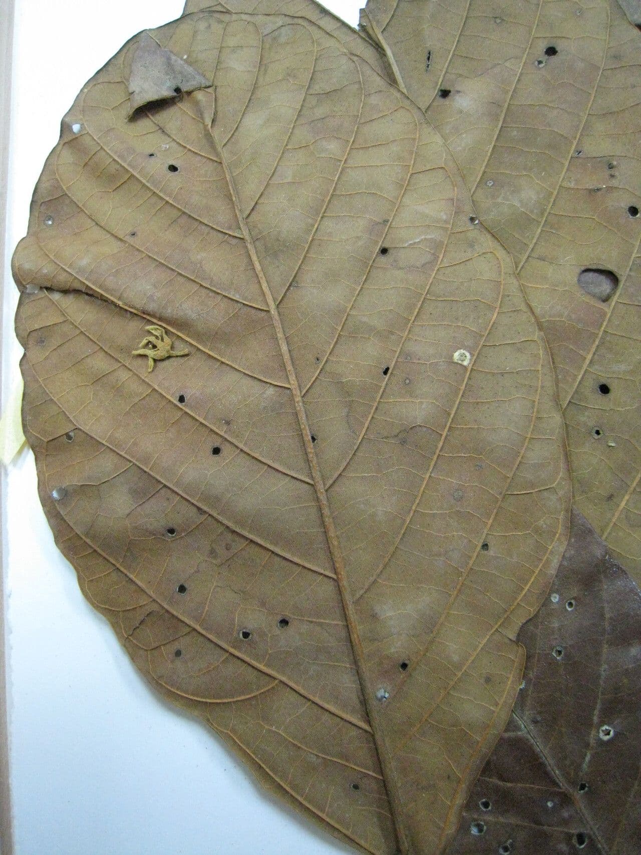 Sterculia 15