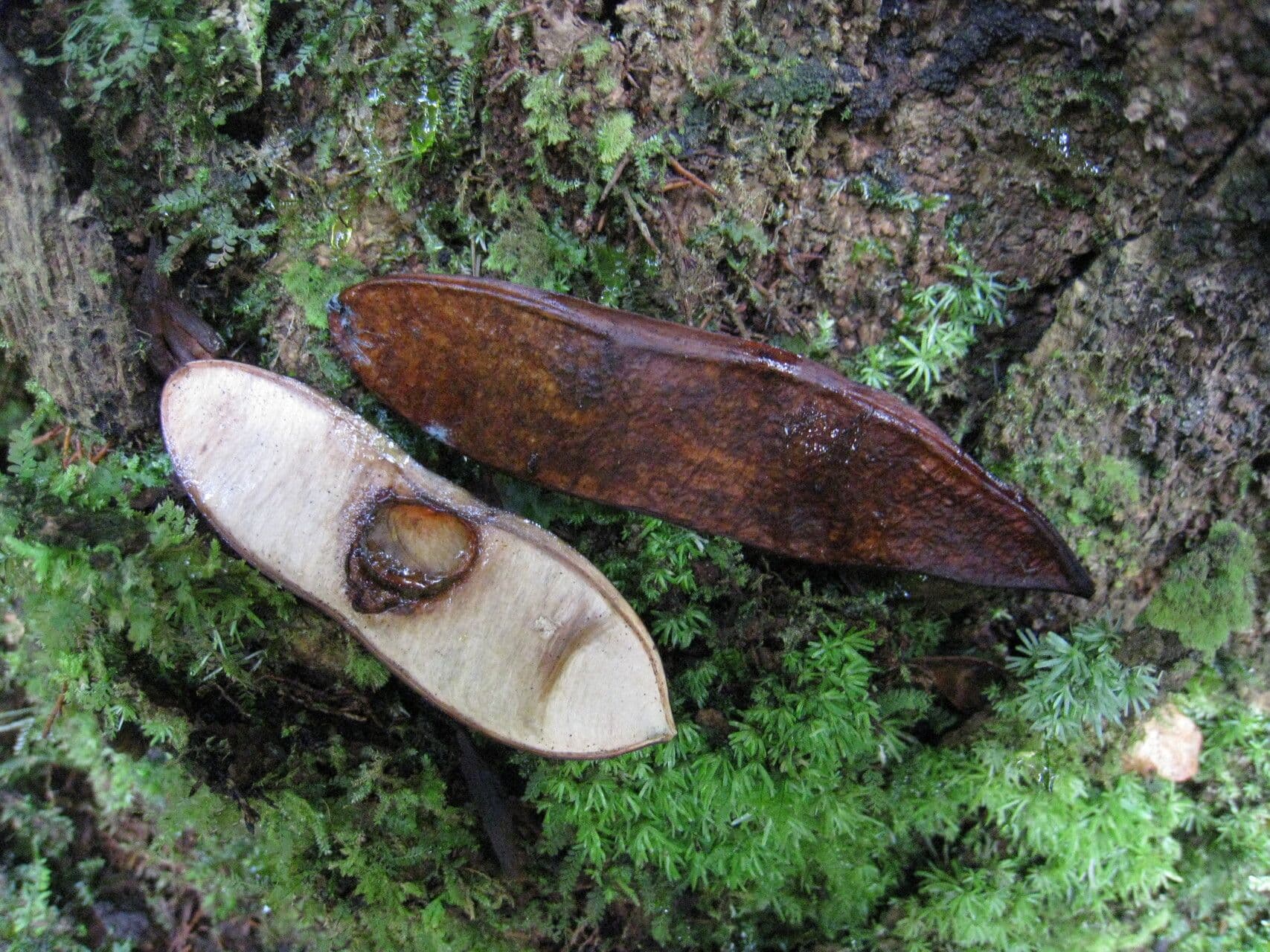 Recordoxylon