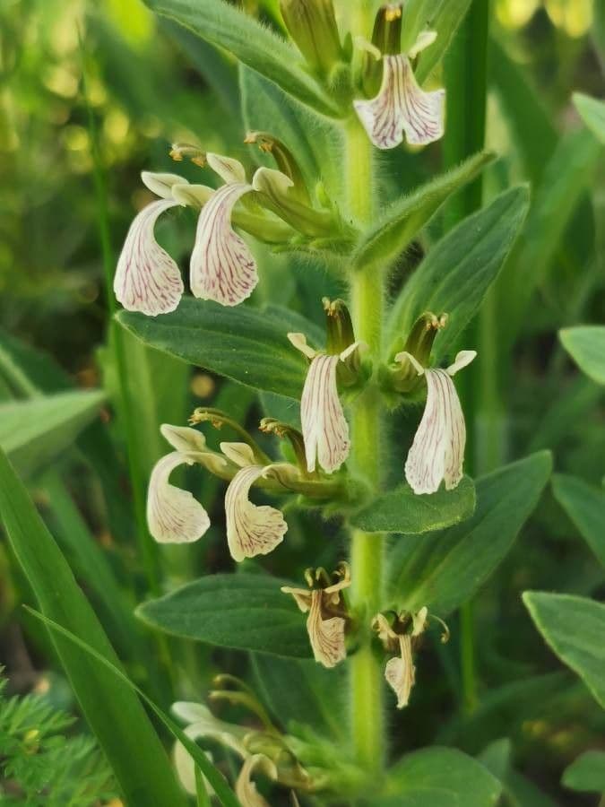 Ajuga 2