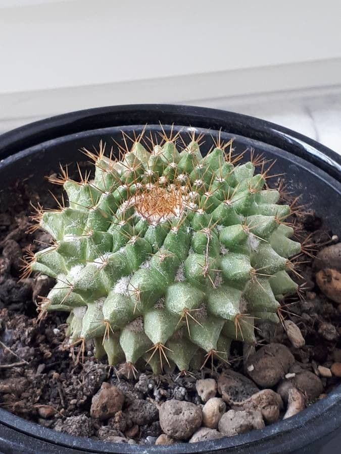 Mammillaria 8