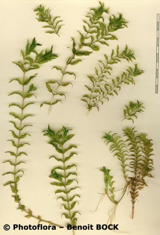 Groenlandia densa 25
