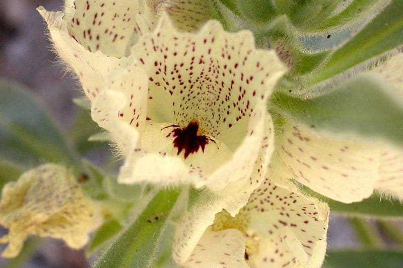 Mohavea confertiflora 4