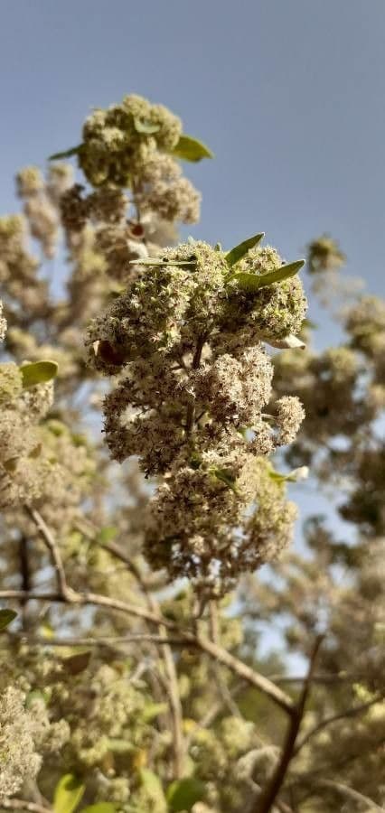 Bystropogon 6