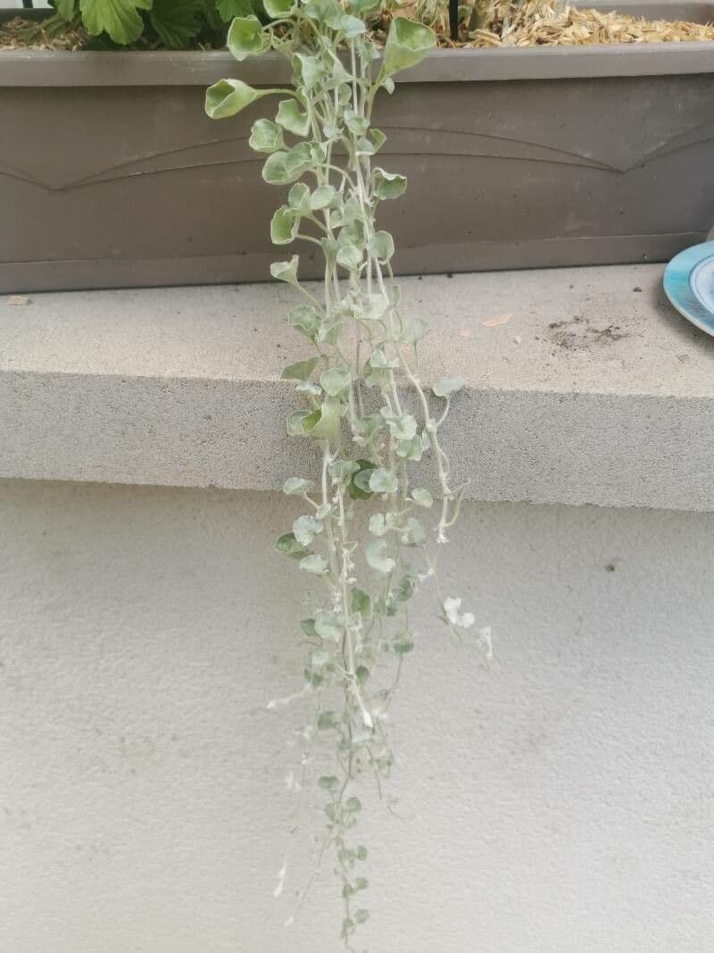 Dichondra argentea 8