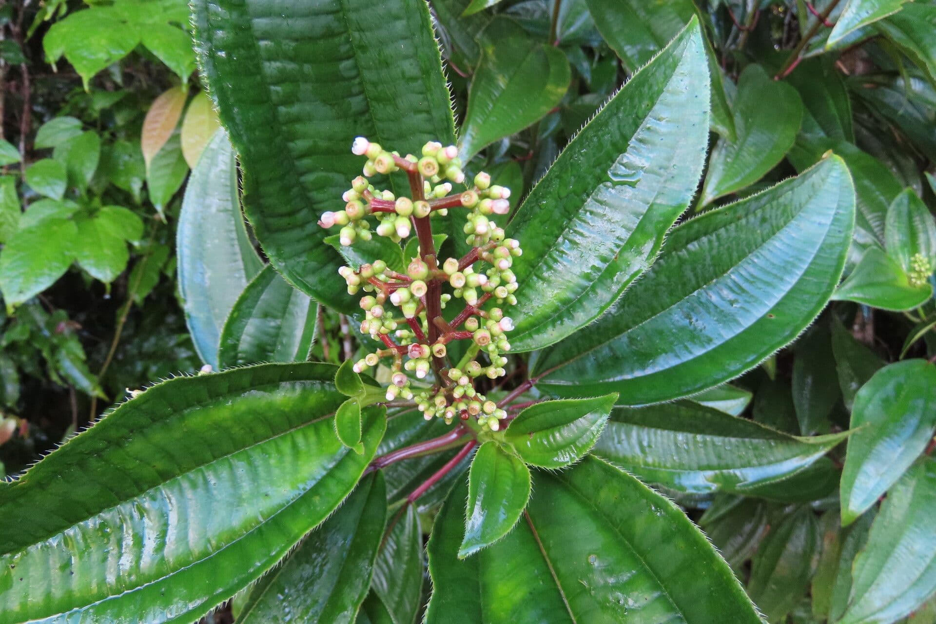 Miconia 2