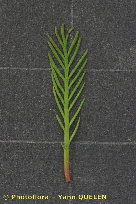 Millefoglio d'acqua 23