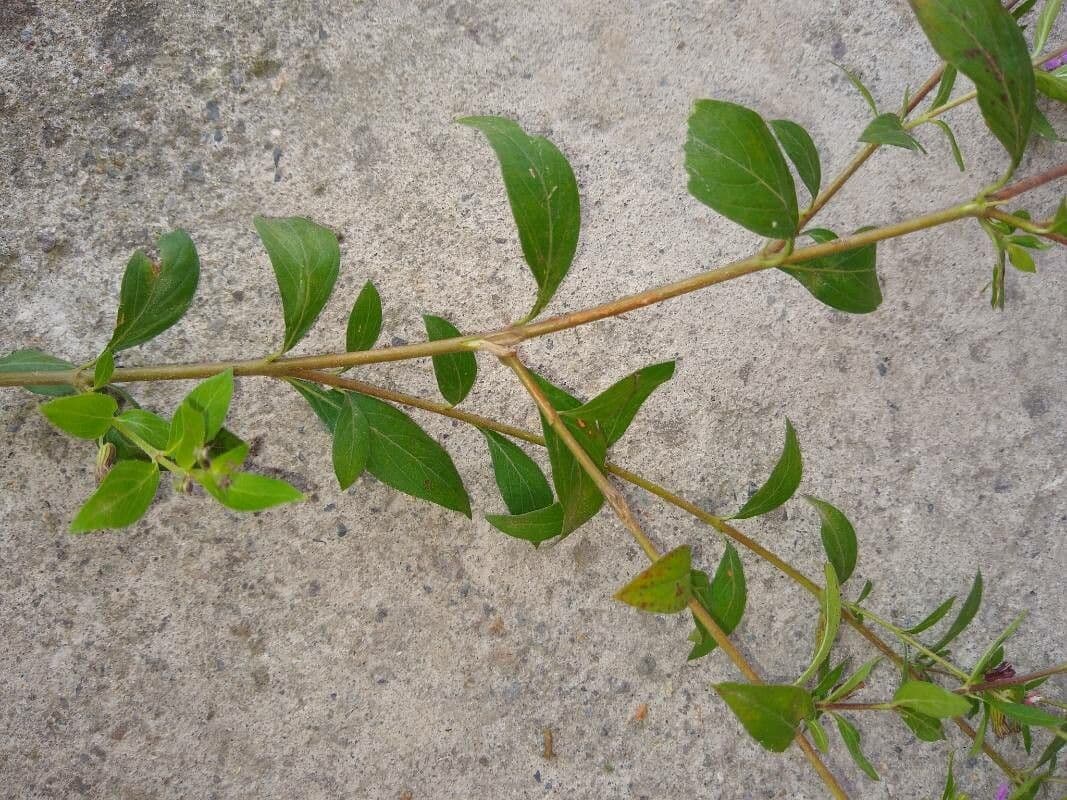 Cuphea racemosa 7