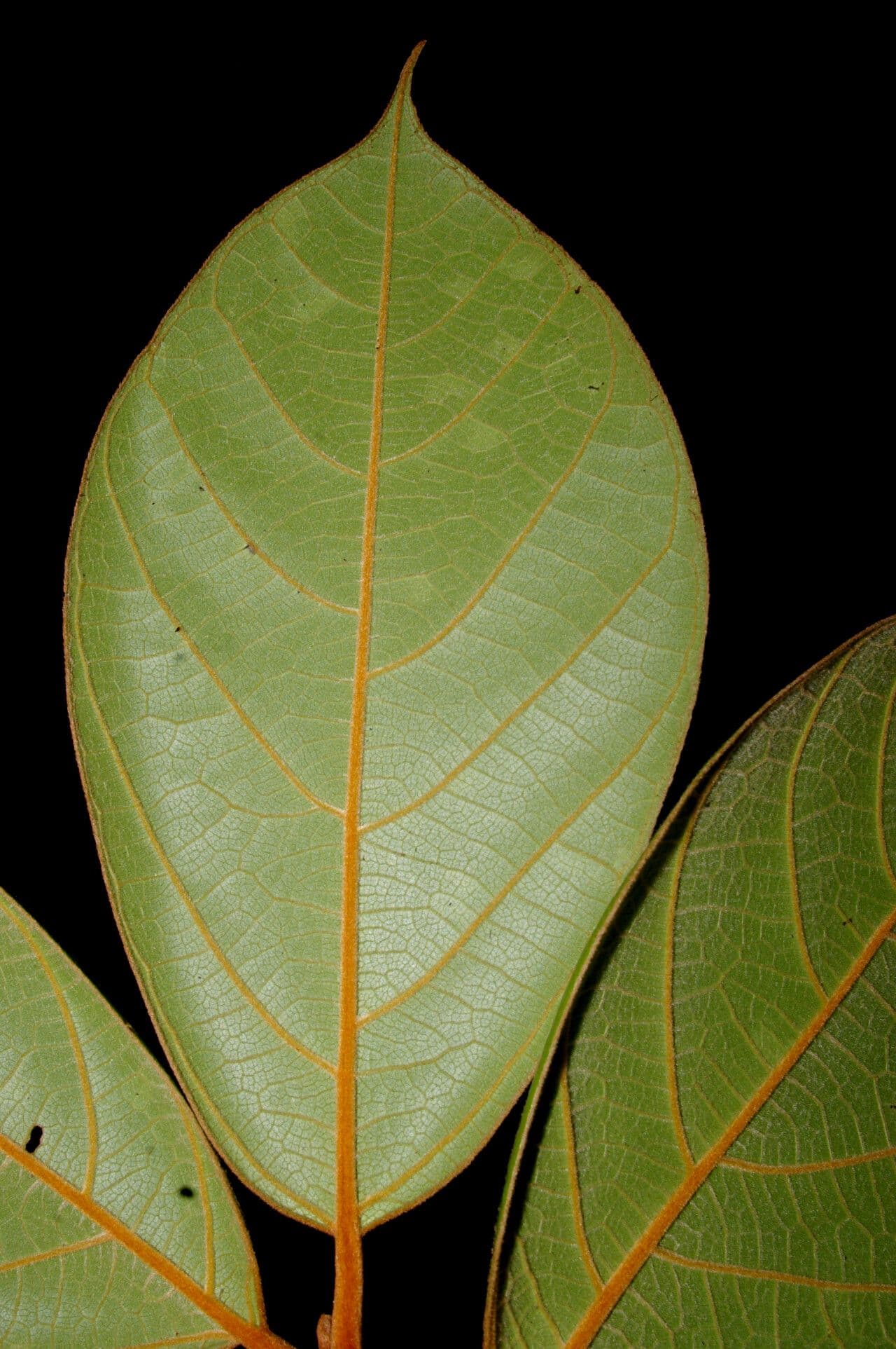 Ocotea 7