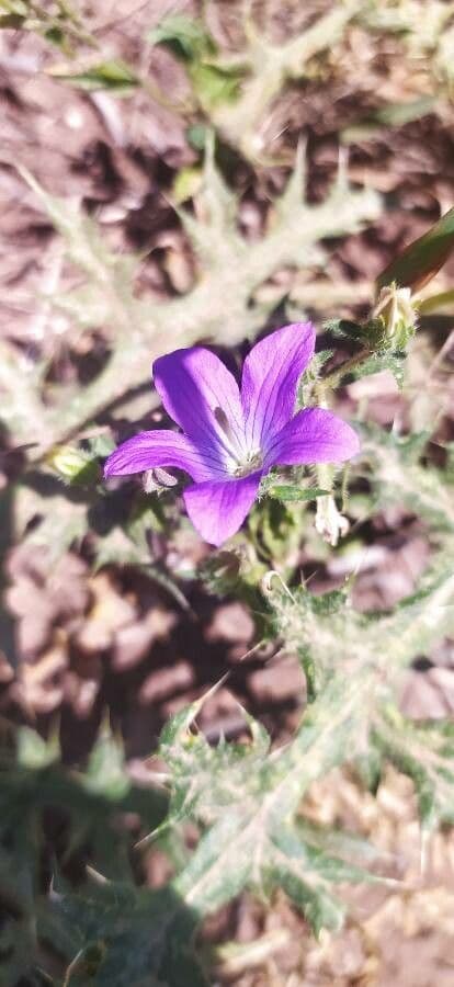 Campanula 3