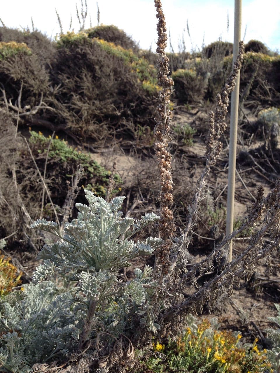 Artemisia pycnocephala 6