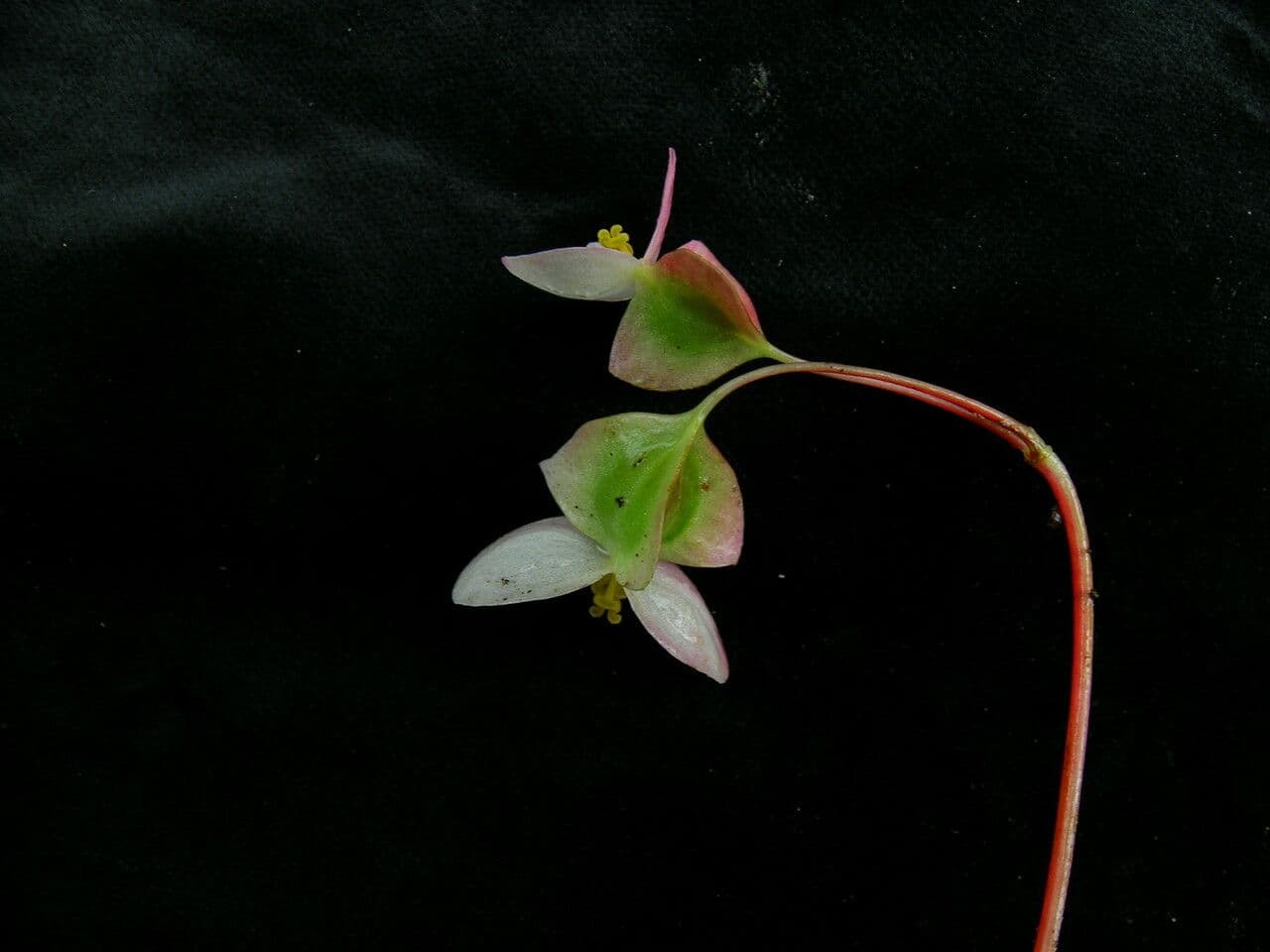 Begonia 7