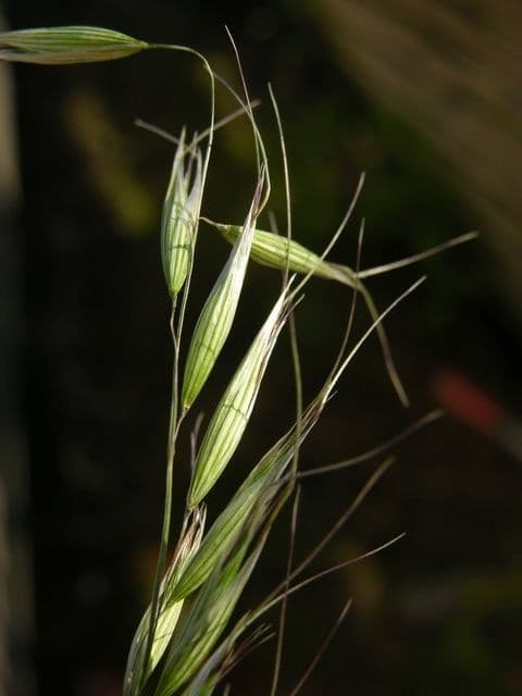 Avena strigosa