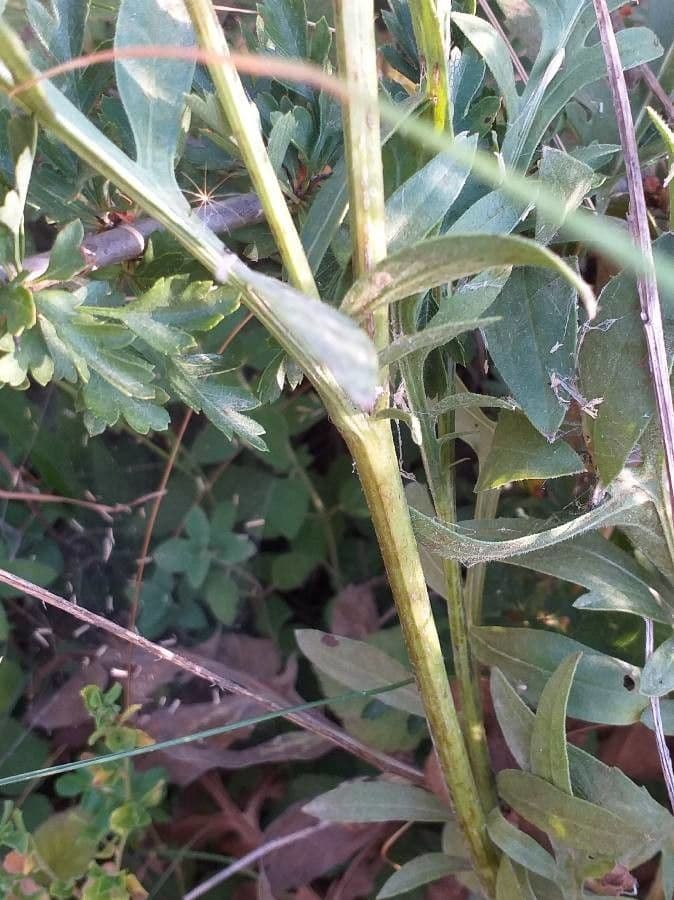 Centaurea vedovina 24