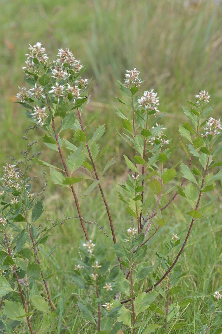 Salicornia glauca 6