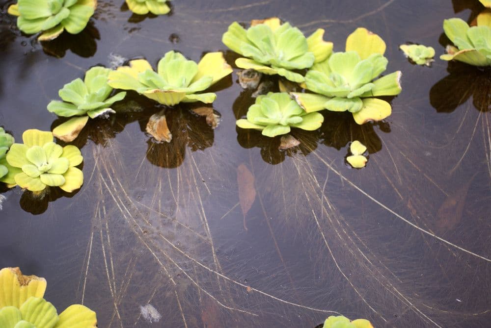 Lattuga d'acqua 11