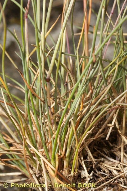 Festuca pallida 8