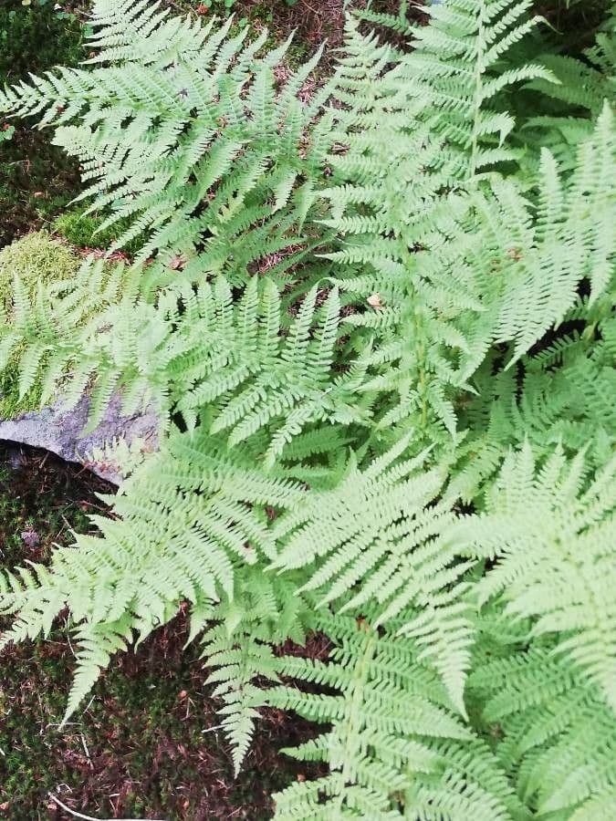 Athyrium 3